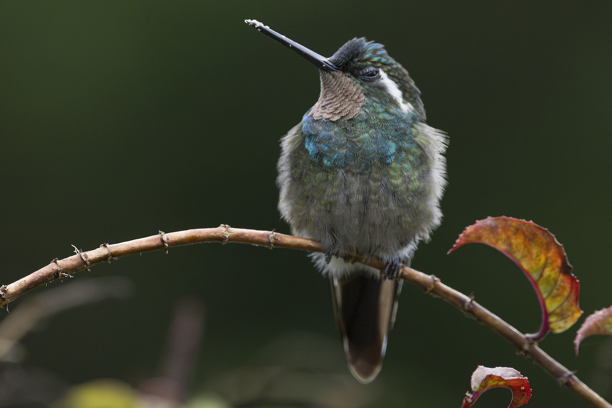 Colibri à gorge pourprée - ML643523142