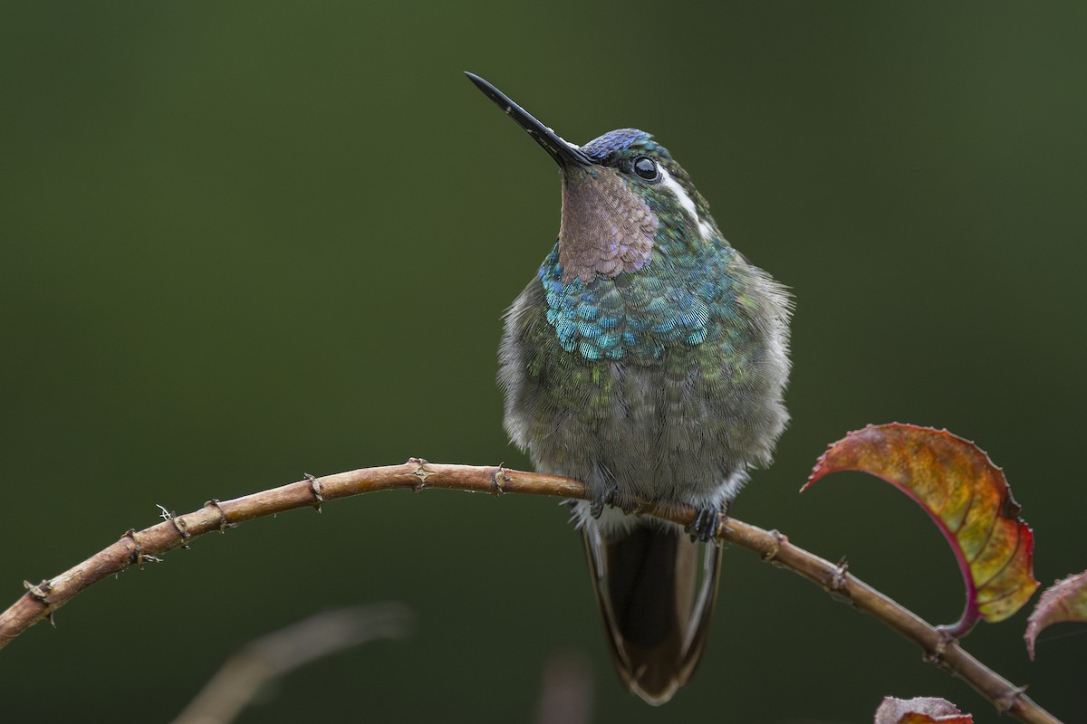 Colibri à gorge pourprée - ML643523143