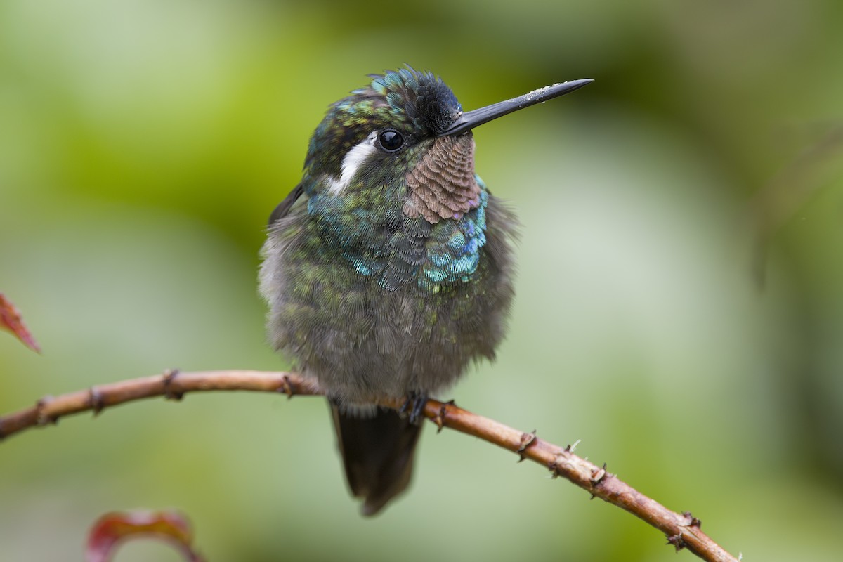 Colibri à gorge pourprée - ML643523144