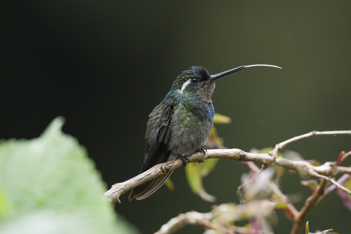 Colibri à gorge pourprée - ML643523146