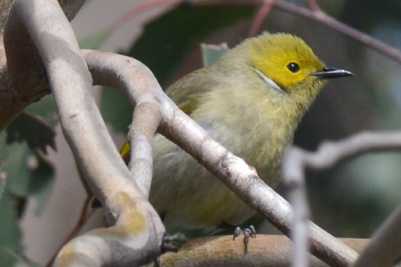White-plumed Honeyeater - ML643523151