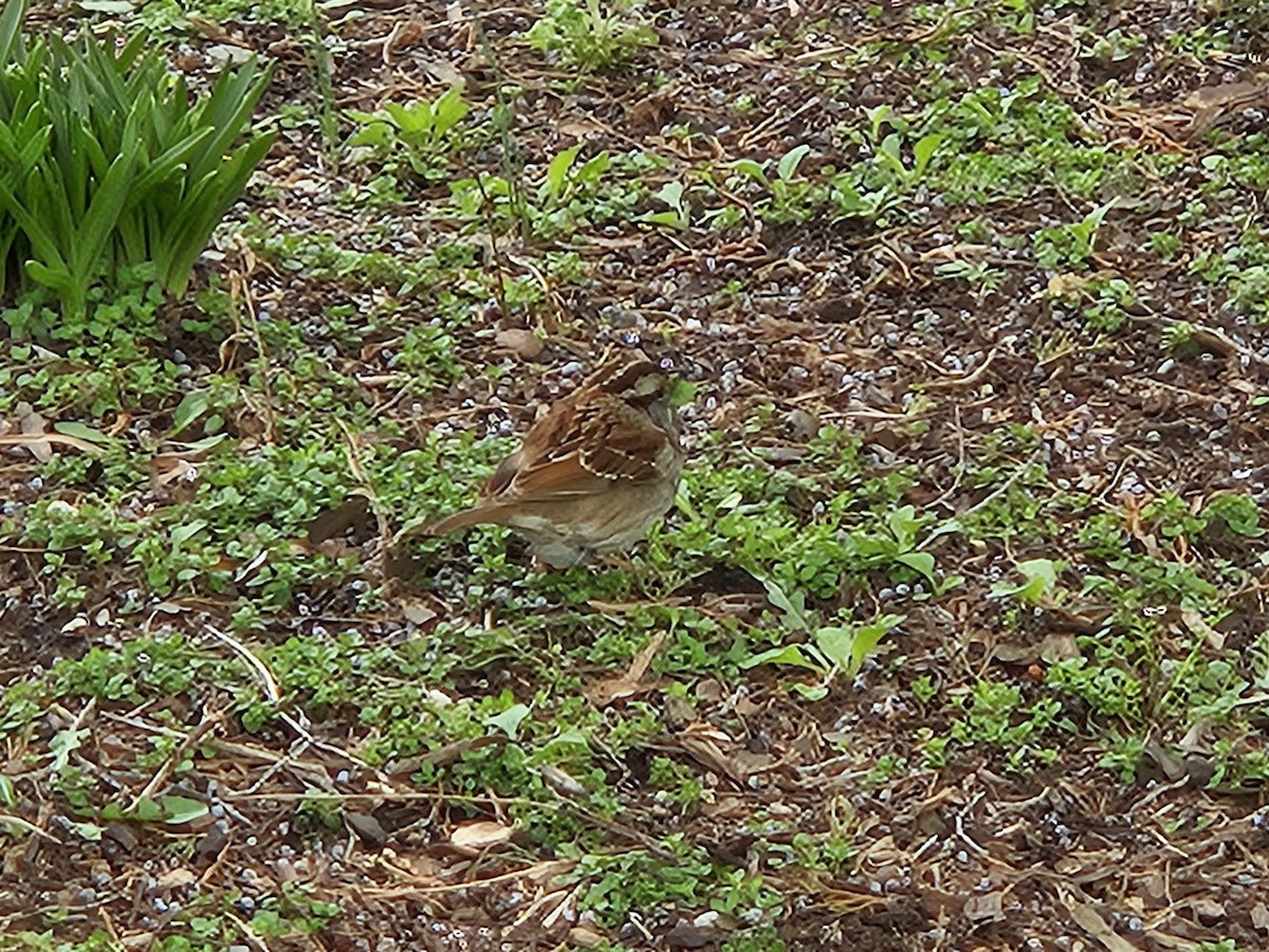 White-throated Sparrow - ML643523155