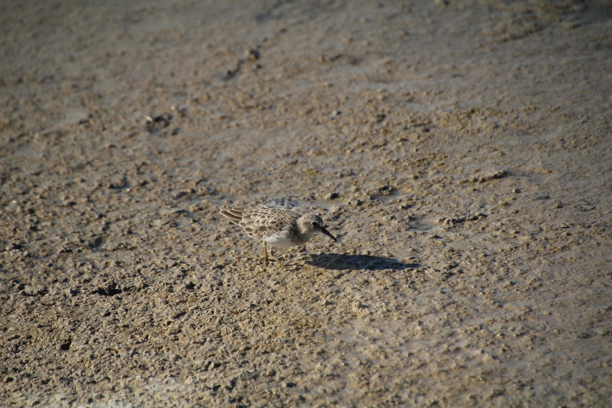 pygmésnipe - ML643523164