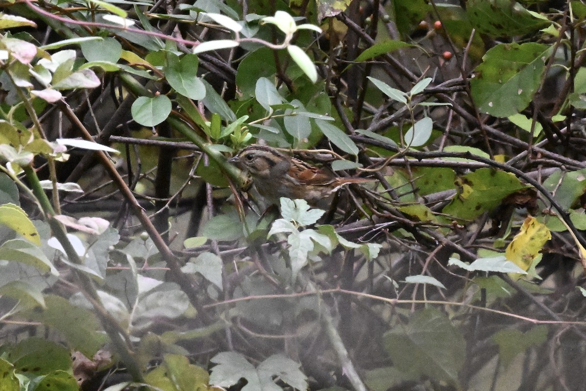 Swamp Sparrow - ML643523184