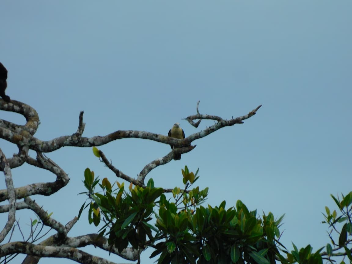 Yellow-headed Caracara - ML643523188