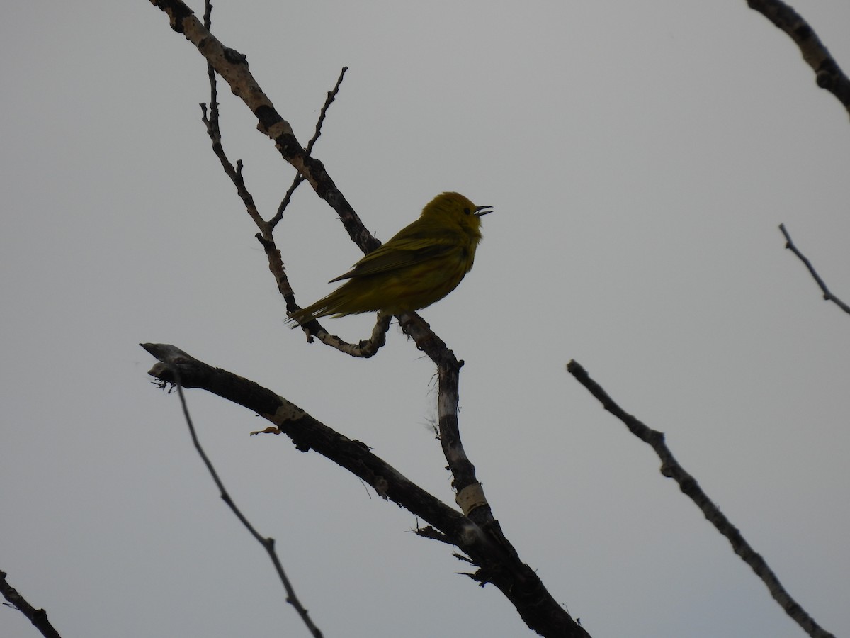 Yellow Warbler (Northern) - ML643523193