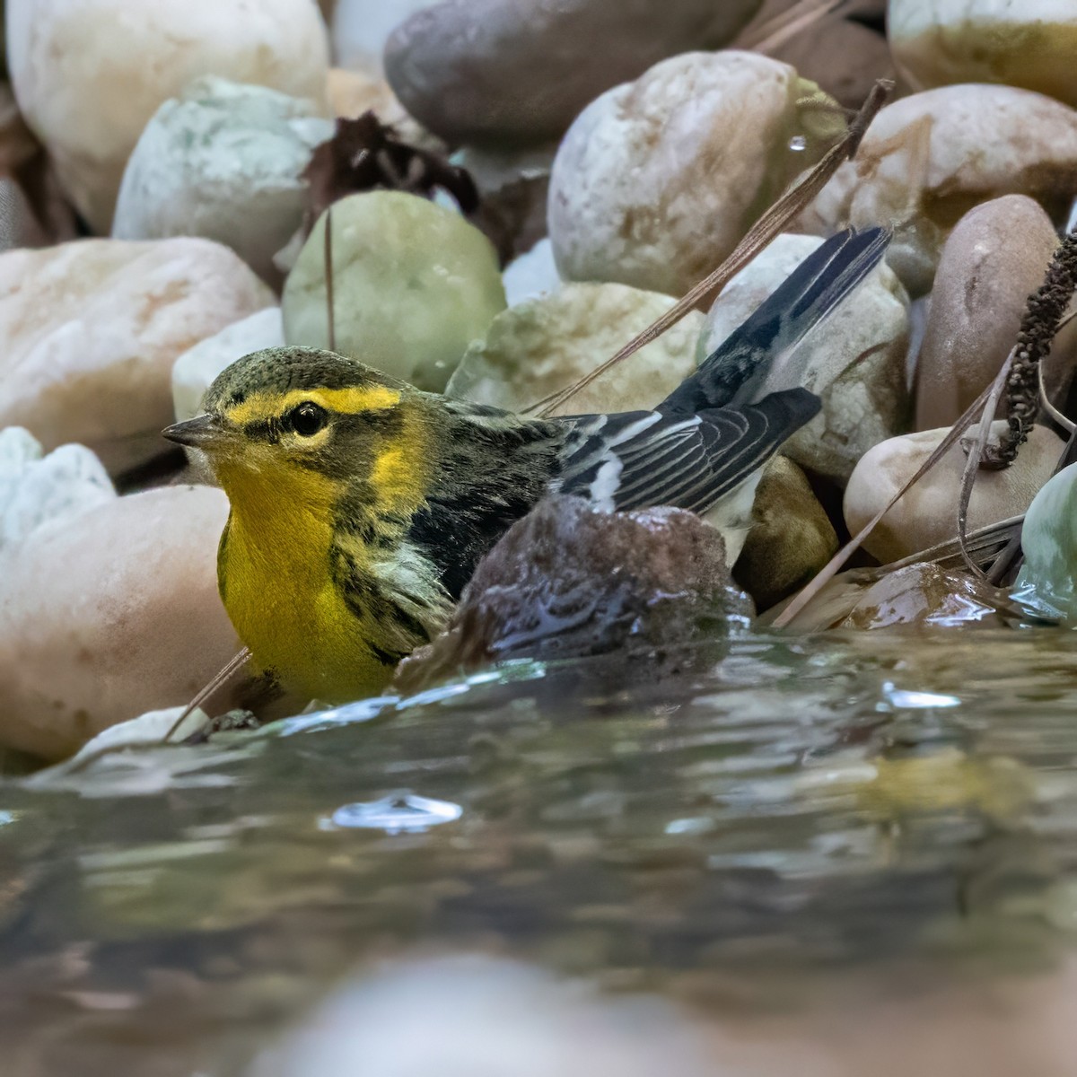 Blackburnian Warbler - ML643523195