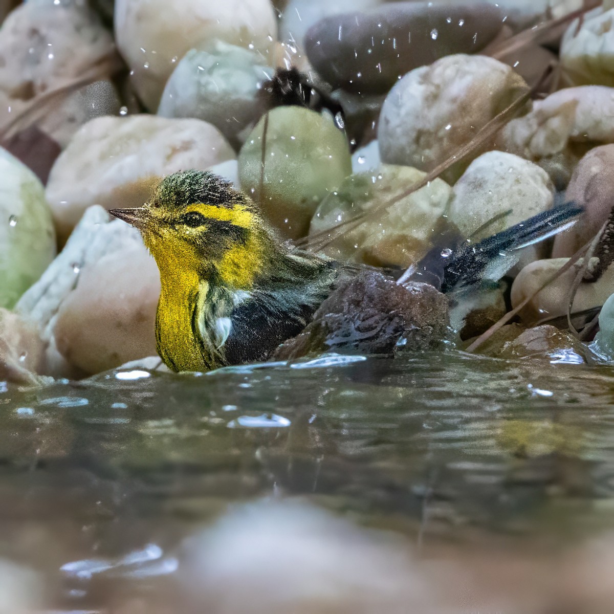 Blackburnian Warbler - ML643523196