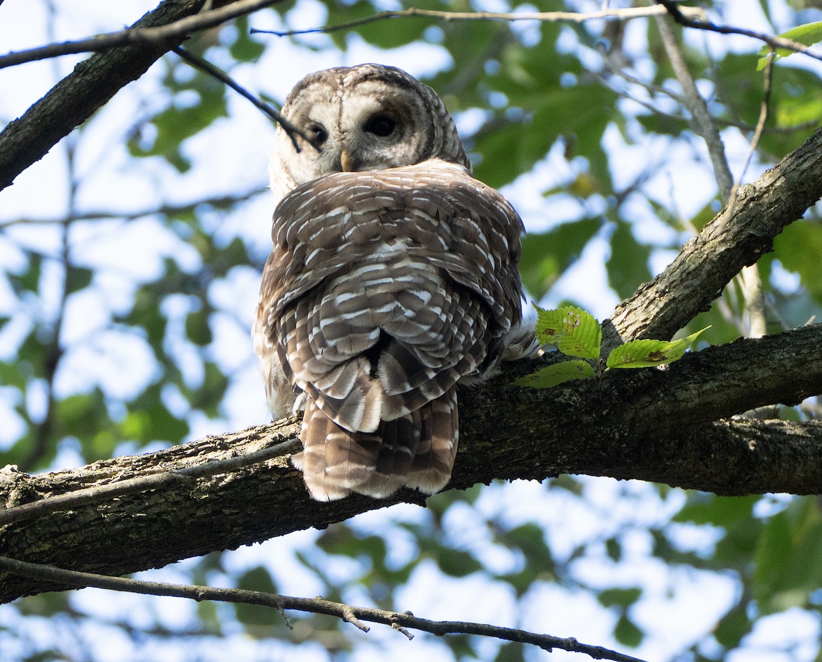 Barred Owl - ML643523197