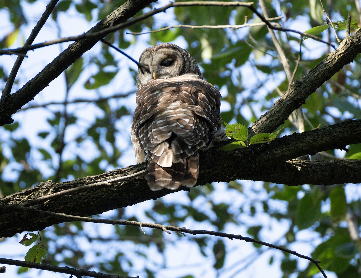 Barred Owl - ML643523198