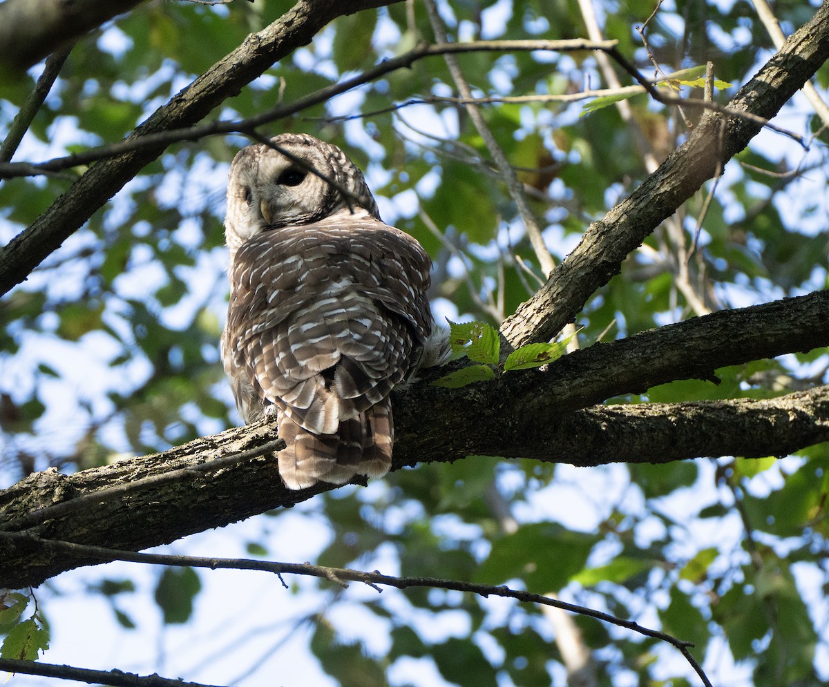 Barred Owl - ML643523199