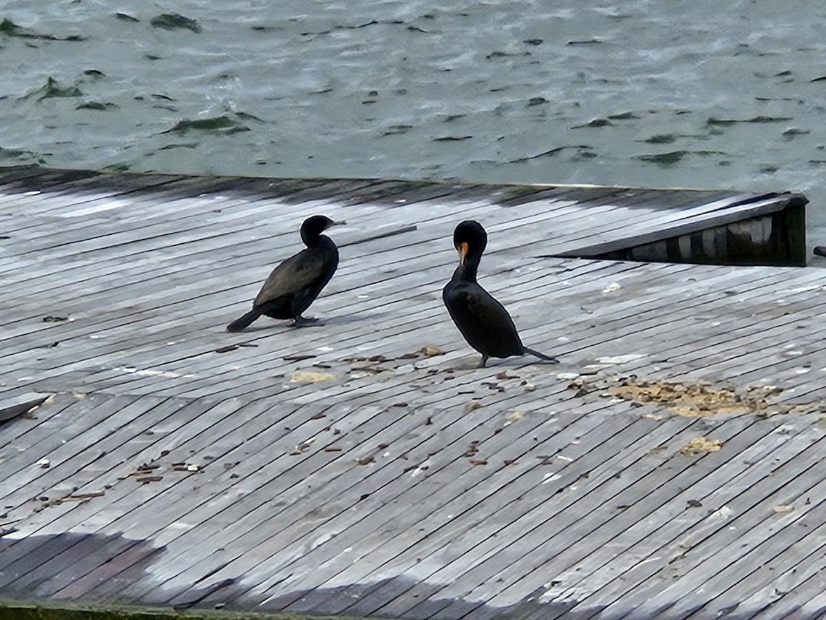 Double-crested Cormorant - ML643523215