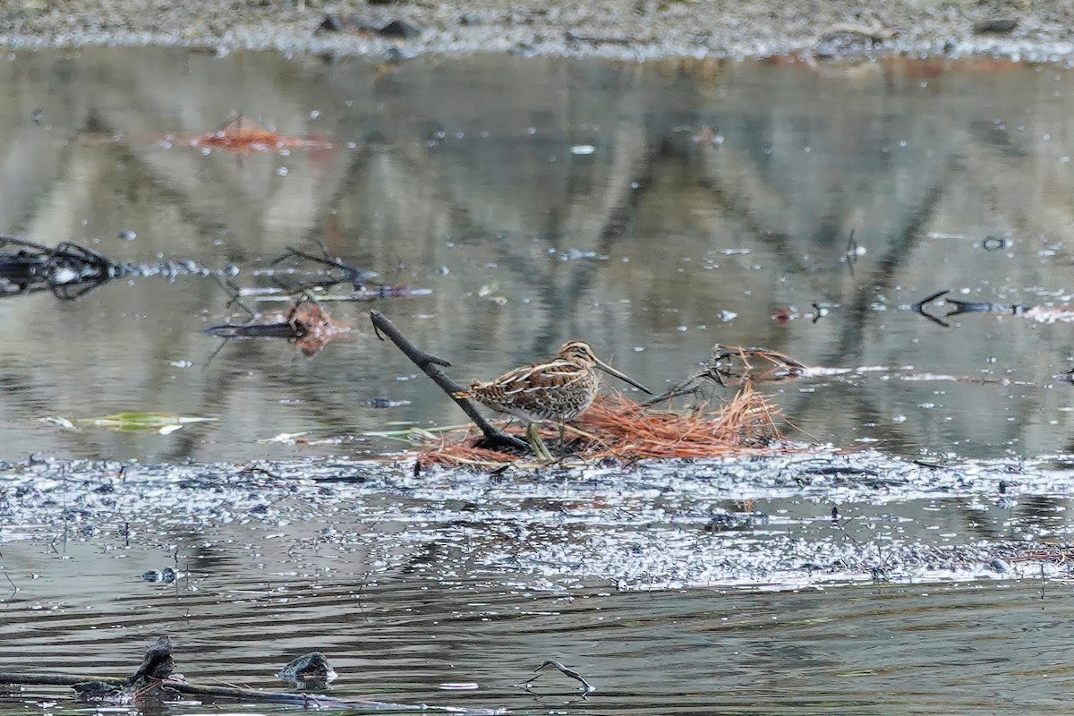 Common Snipe - ML643523219