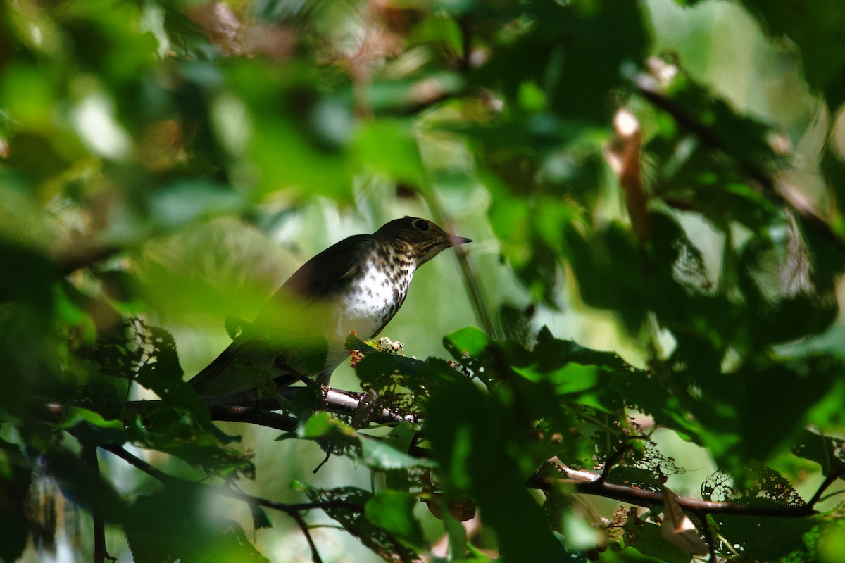 Swainson's Thrush - ML643523221