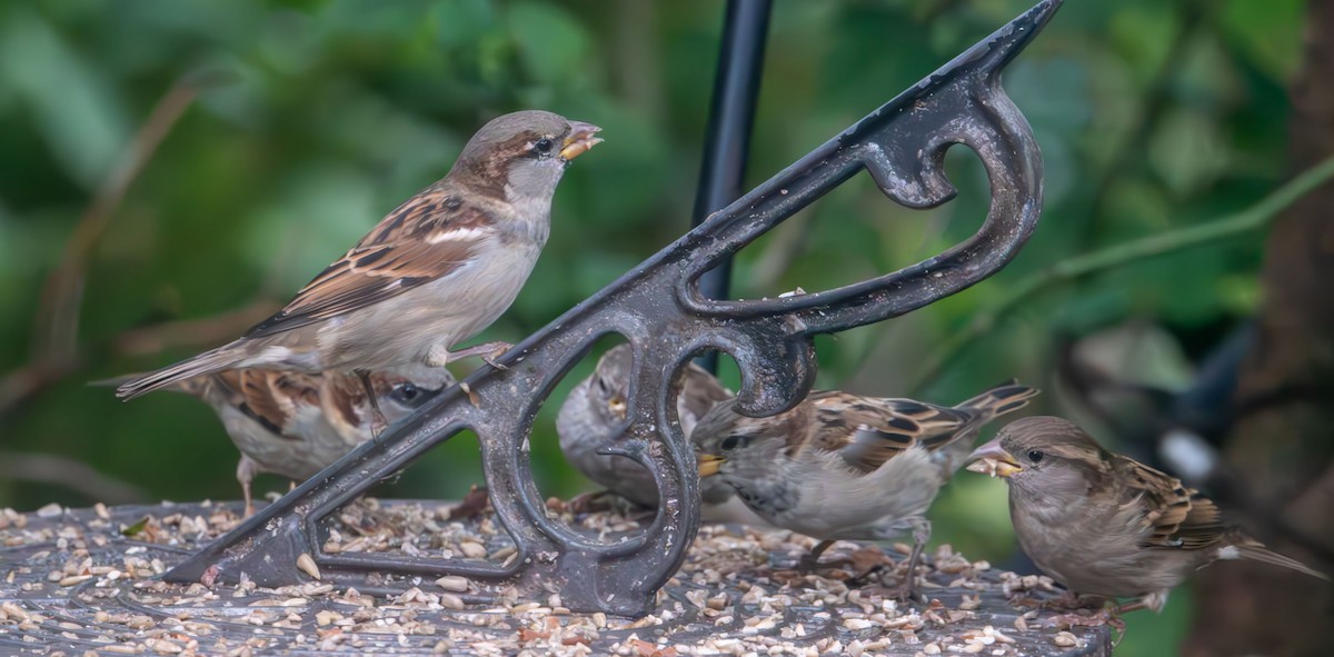 House Sparrow - ML643523240