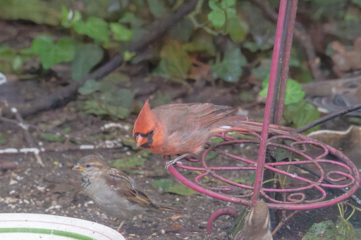 Northern Cardinal - ML643523250
