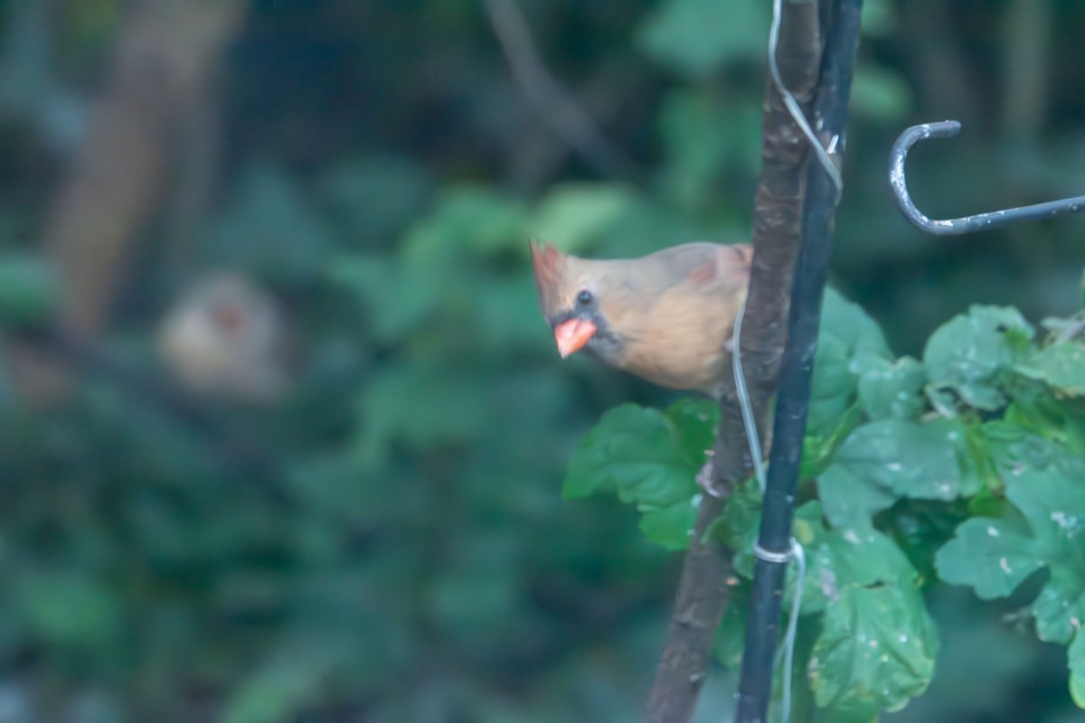 Northern Cardinal - ML643523251