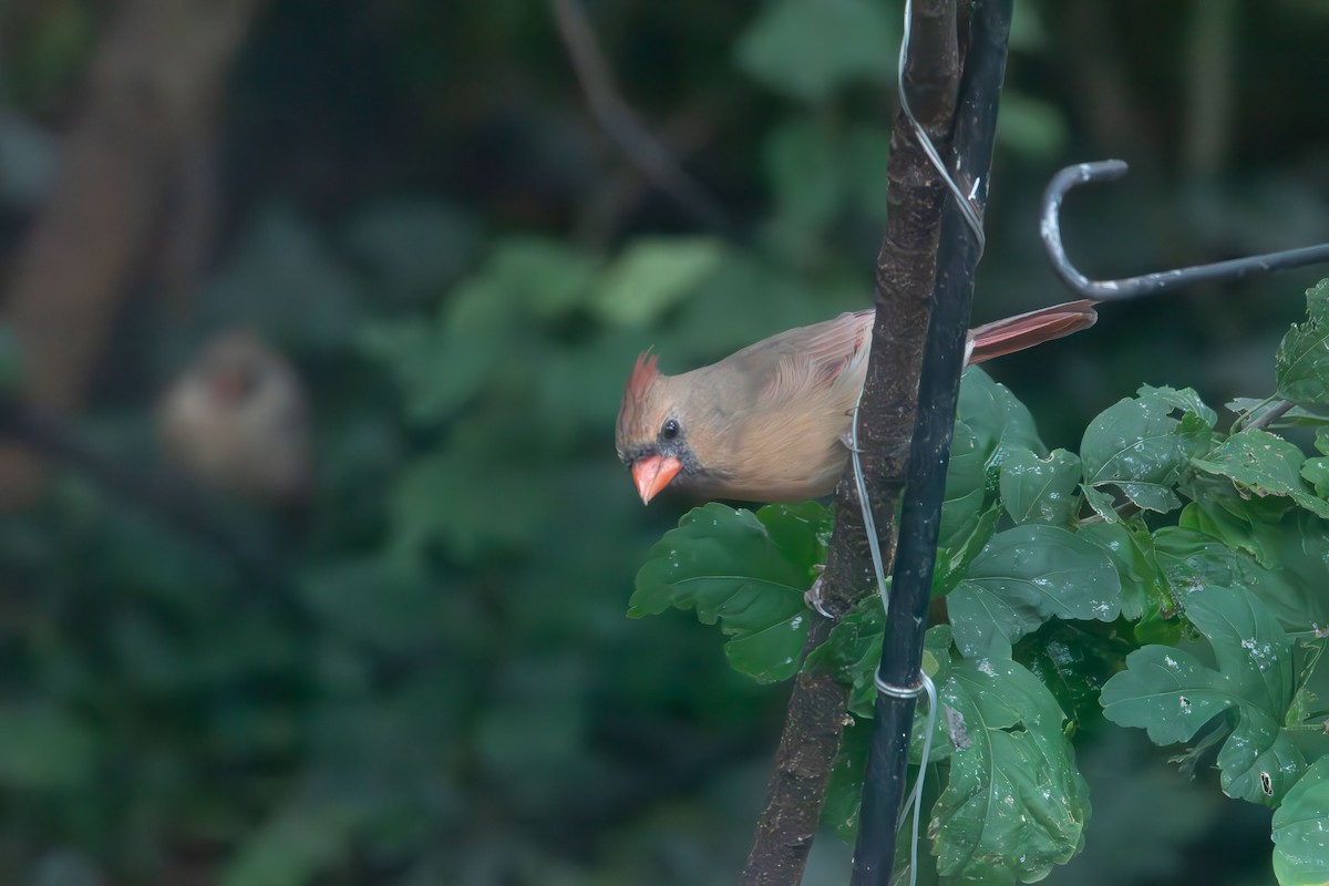 Northern Cardinal - ML643523254
