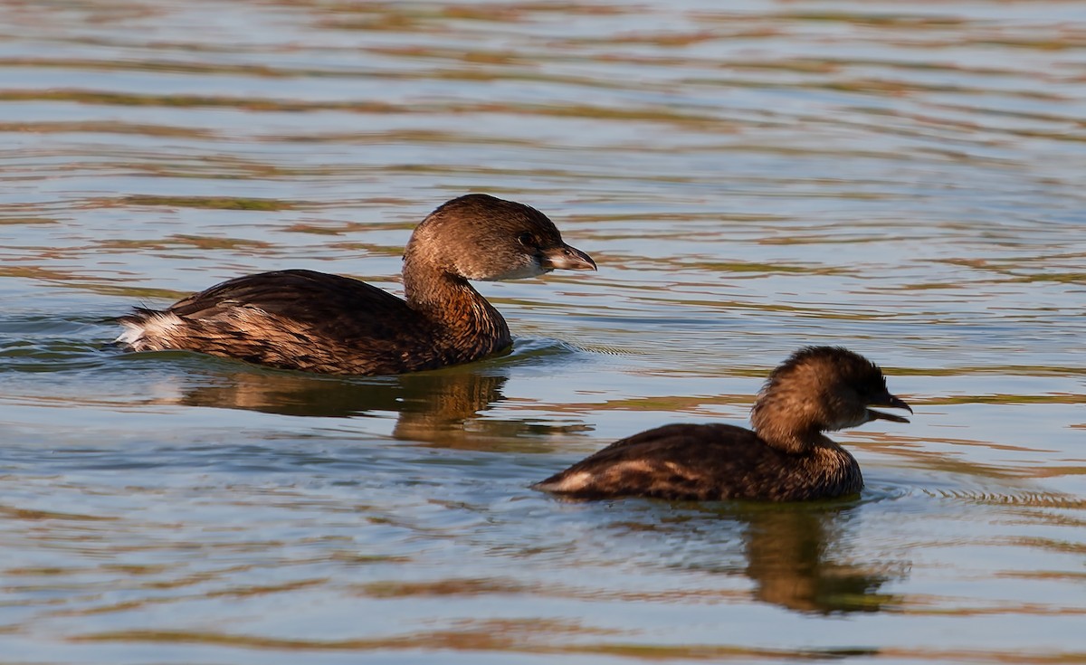 Pied-billed Grebe - ML643523260