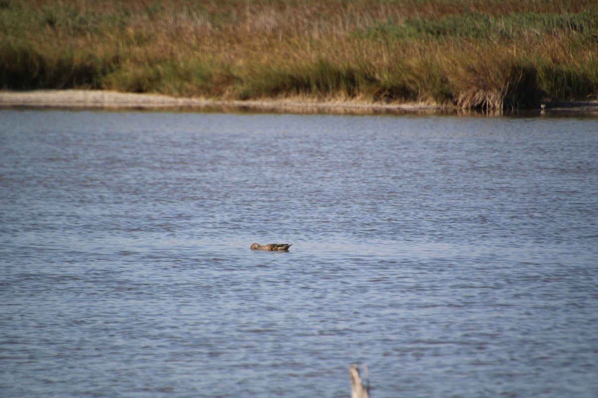 Blue-winged Teal - ML643523267