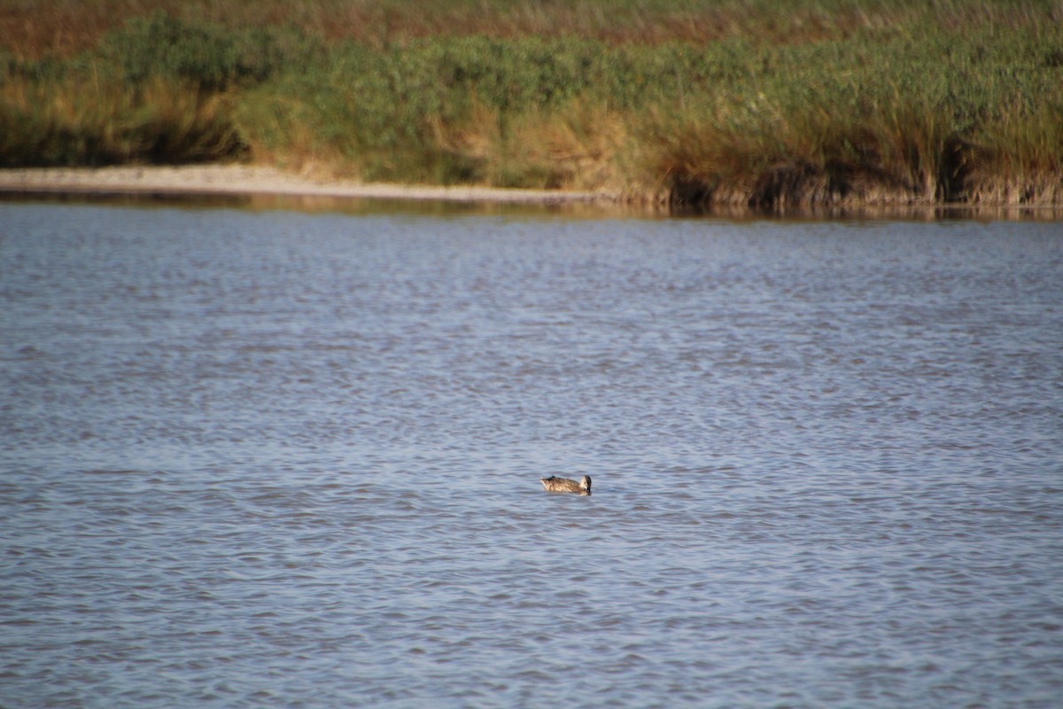 Blue-winged Teal - ML643523268