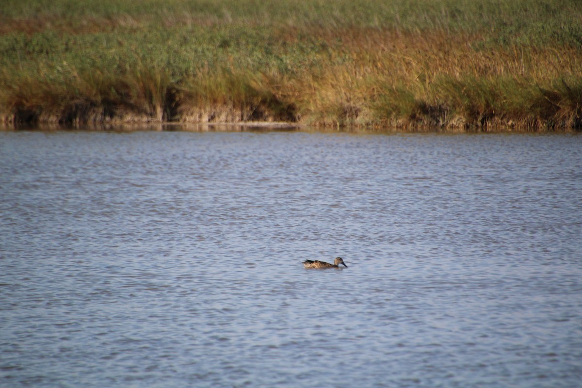 Blue-winged Teal - ML643523269