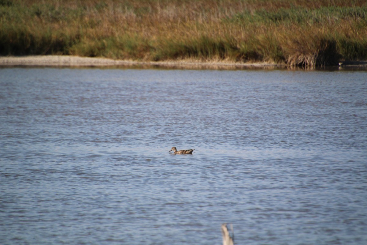 Blue-winged Teal - ML643523270