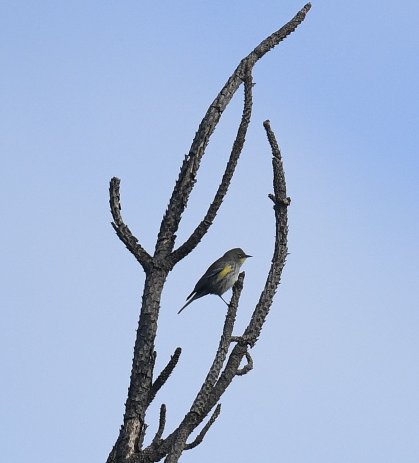Kronenwaldsänger - ML643523278