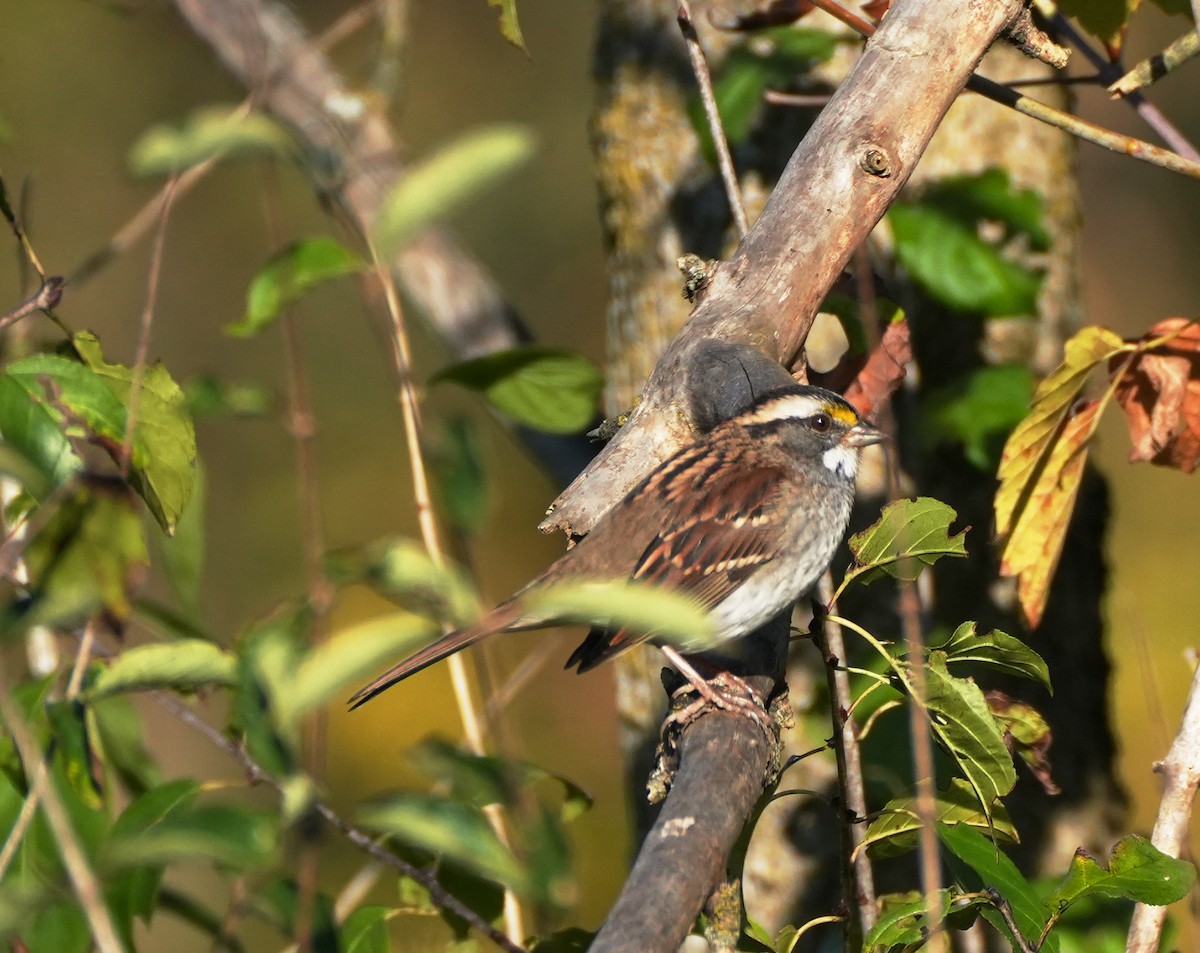 White-throated Sparrow - ML643523281