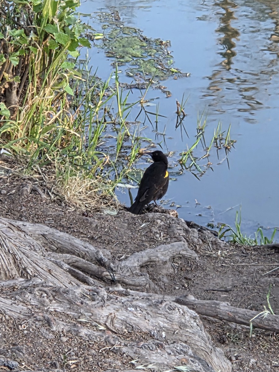 Yellow-winged Blackbird - ML643523282