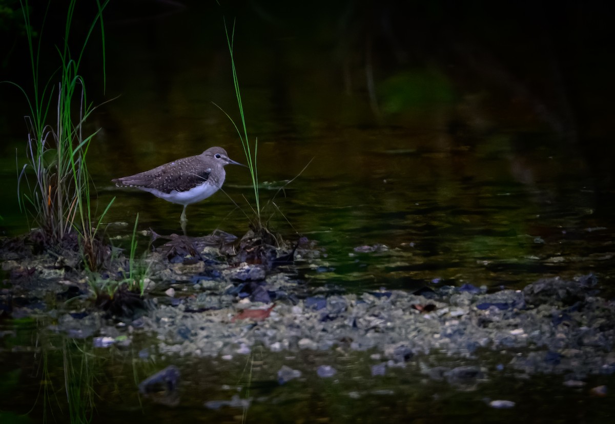 Solitary Sandpiper - ML643523293
