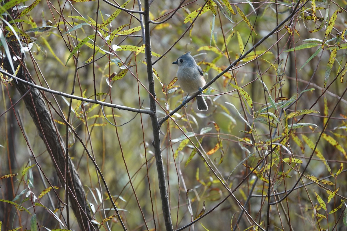 Mésange bicolore - ML643523302