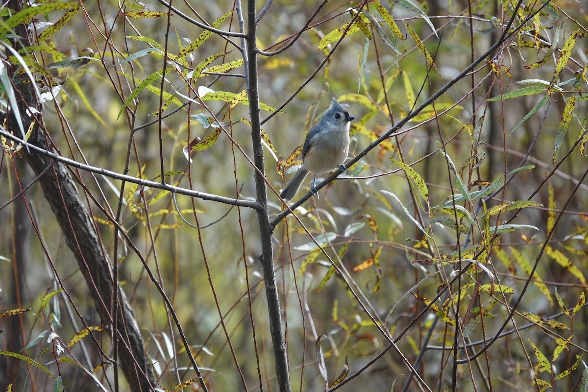 Mésange bicolore - ML643523303