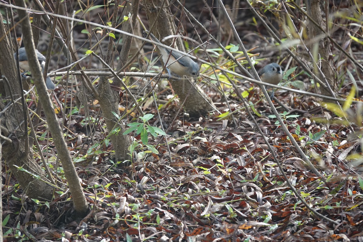 Mésange bicolore - ML643523304