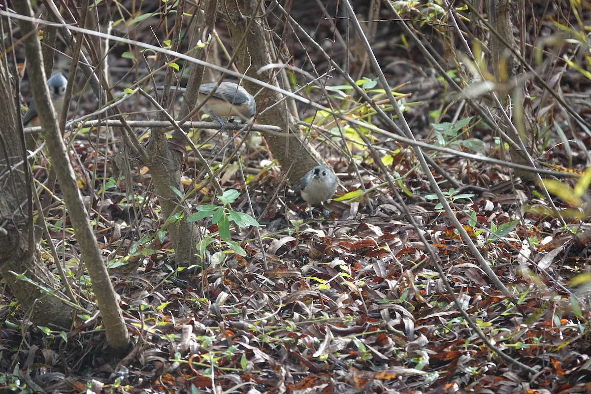 Mésange bicolore - ML643523305