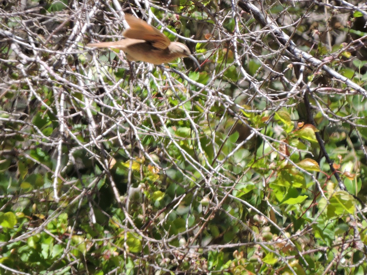 Scale-throated Earthcreeper - ML643523306