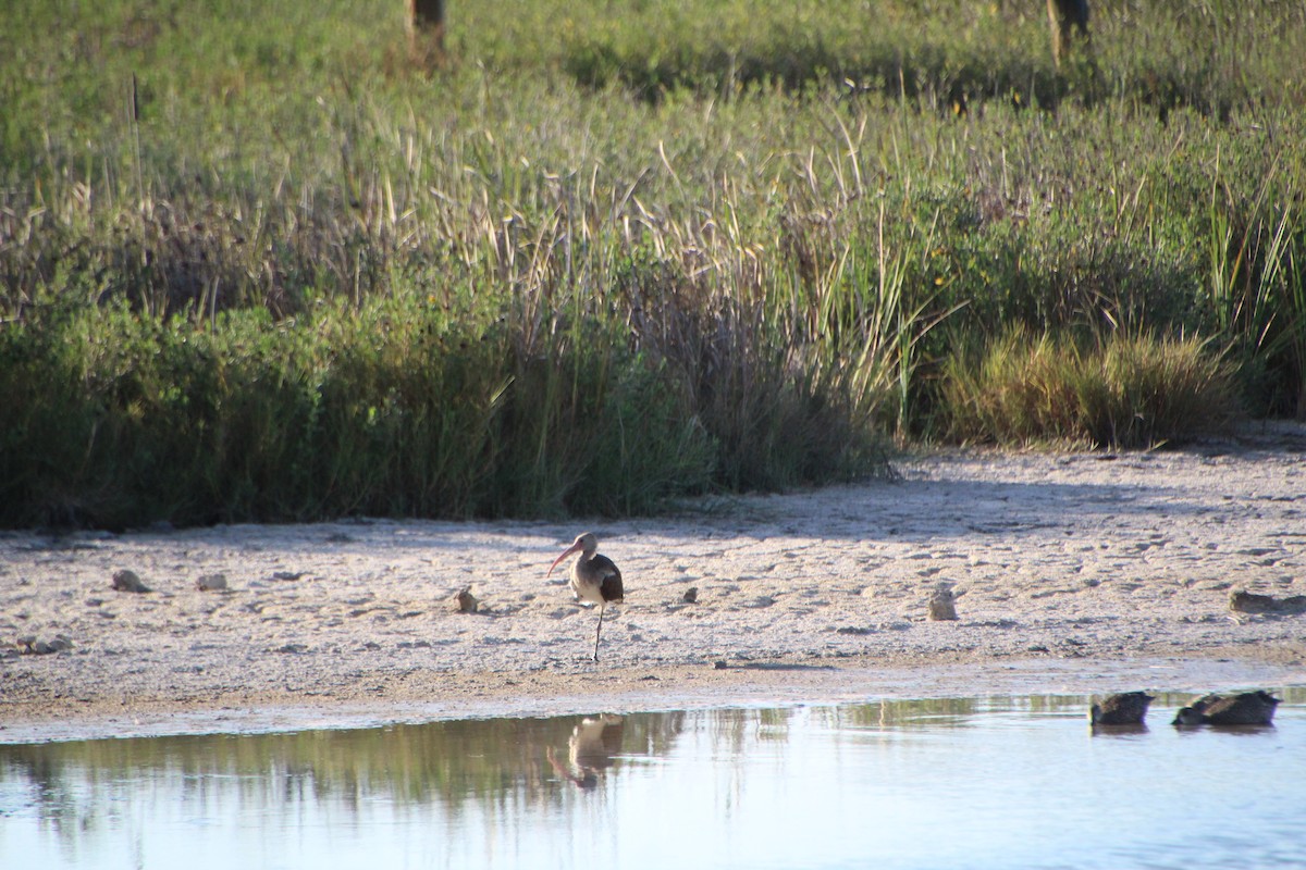 White Ibis - ML643523316