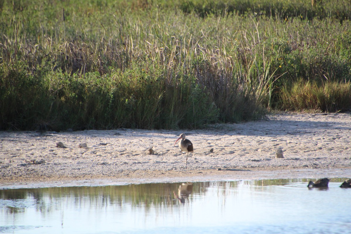 White Ibis - ML643523318