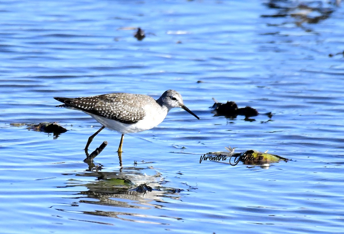 Lesser Yellowlegs - ML643523332