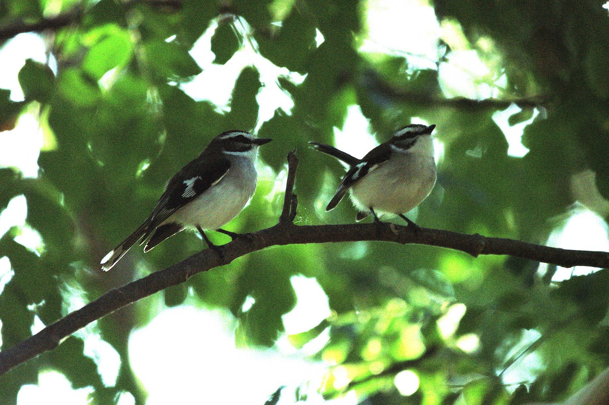 White-browed Robin - ML643523339