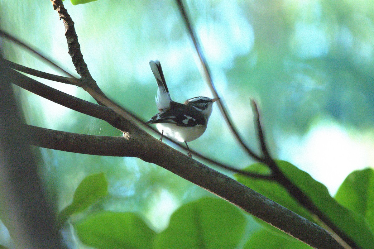 White-browed Robin - ML643523340