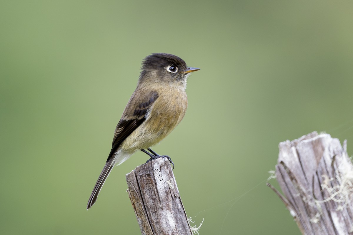 Black-capped Flycatcher - ML643523343