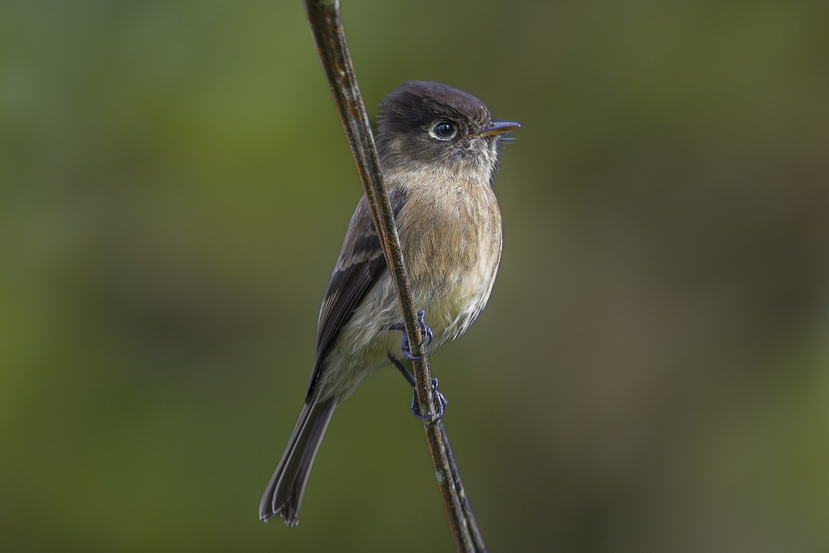 Black-capped Flycatcher - ML643523346