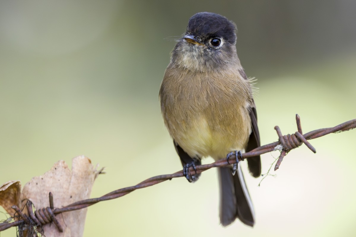 Black-capped Flycatcher - ML643523347
