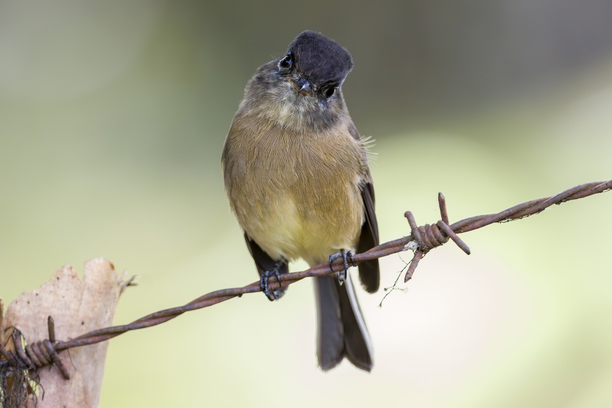 Black-capped Flycatcher - ML643523348
