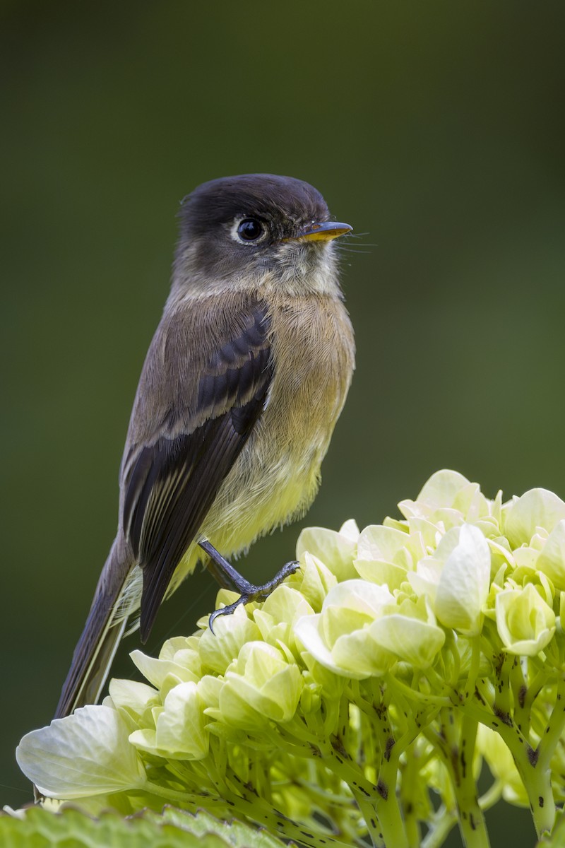 Black-capped Flycatcher - ML643523349