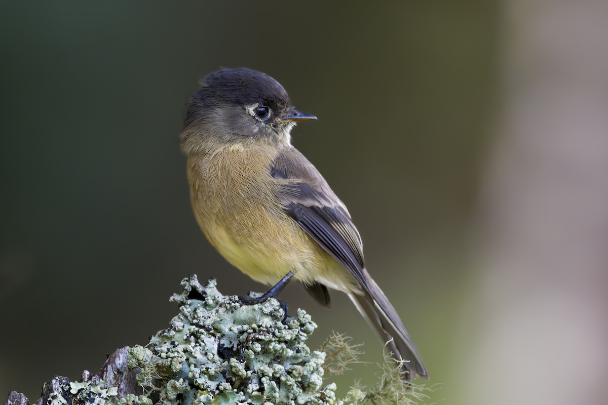 Black-capped Flycatcher - ML643523351