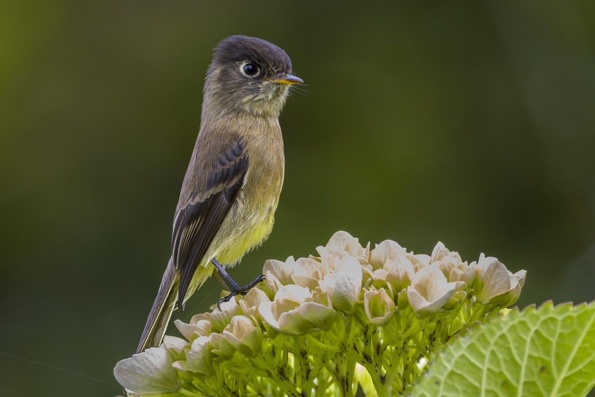 Black-capped Flycatcher - ML643523352