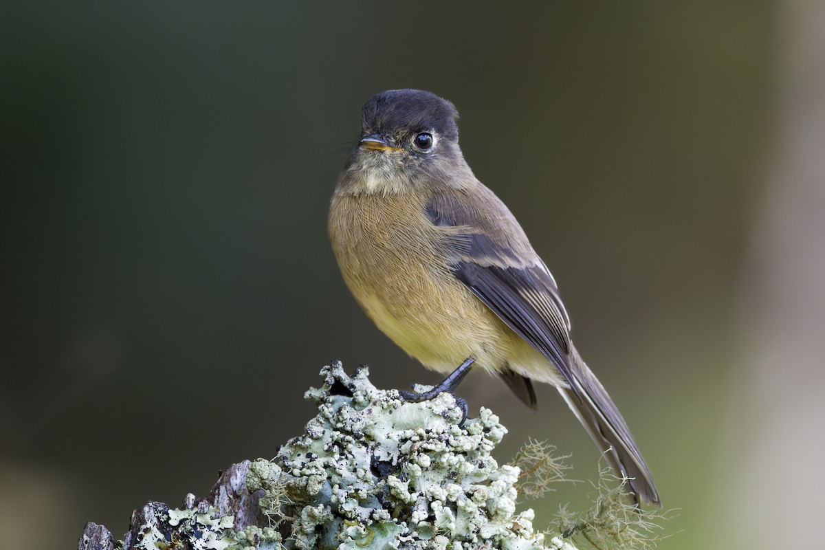 Black-capped Flycatcher - ML643523353