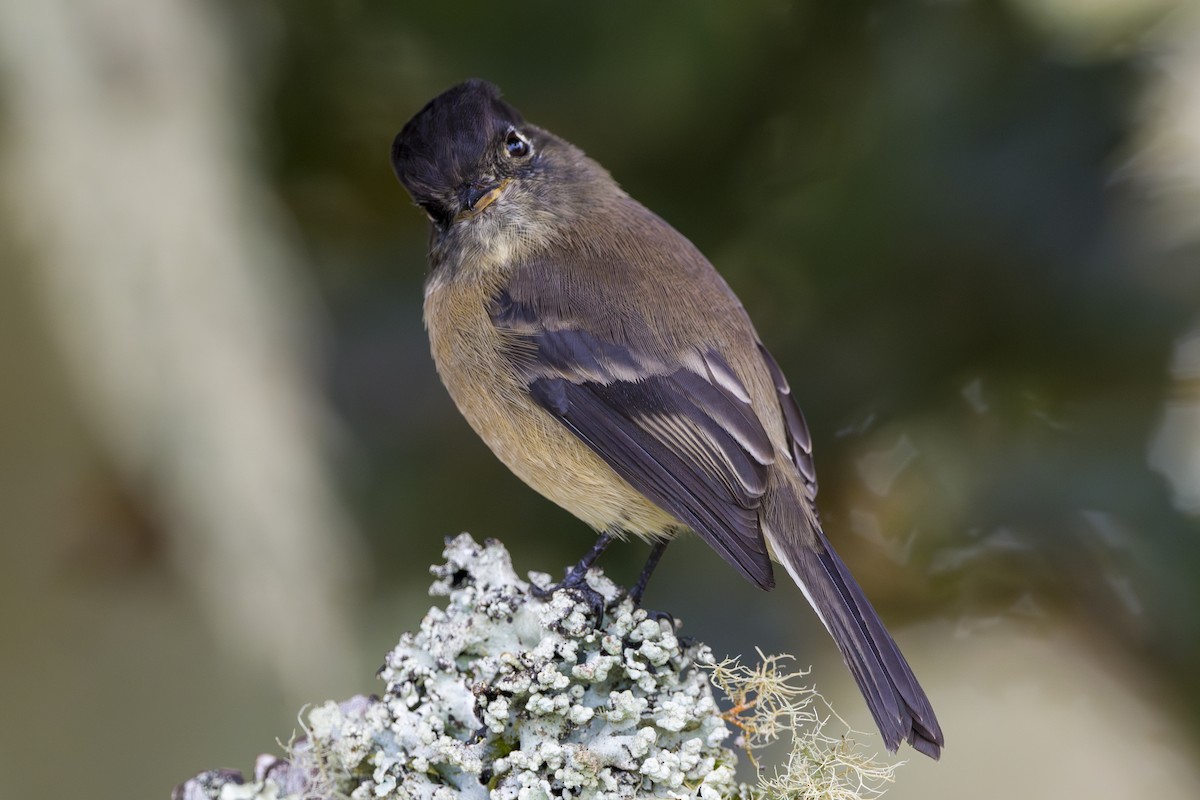 Black-capped Flycatcher - ML643523354